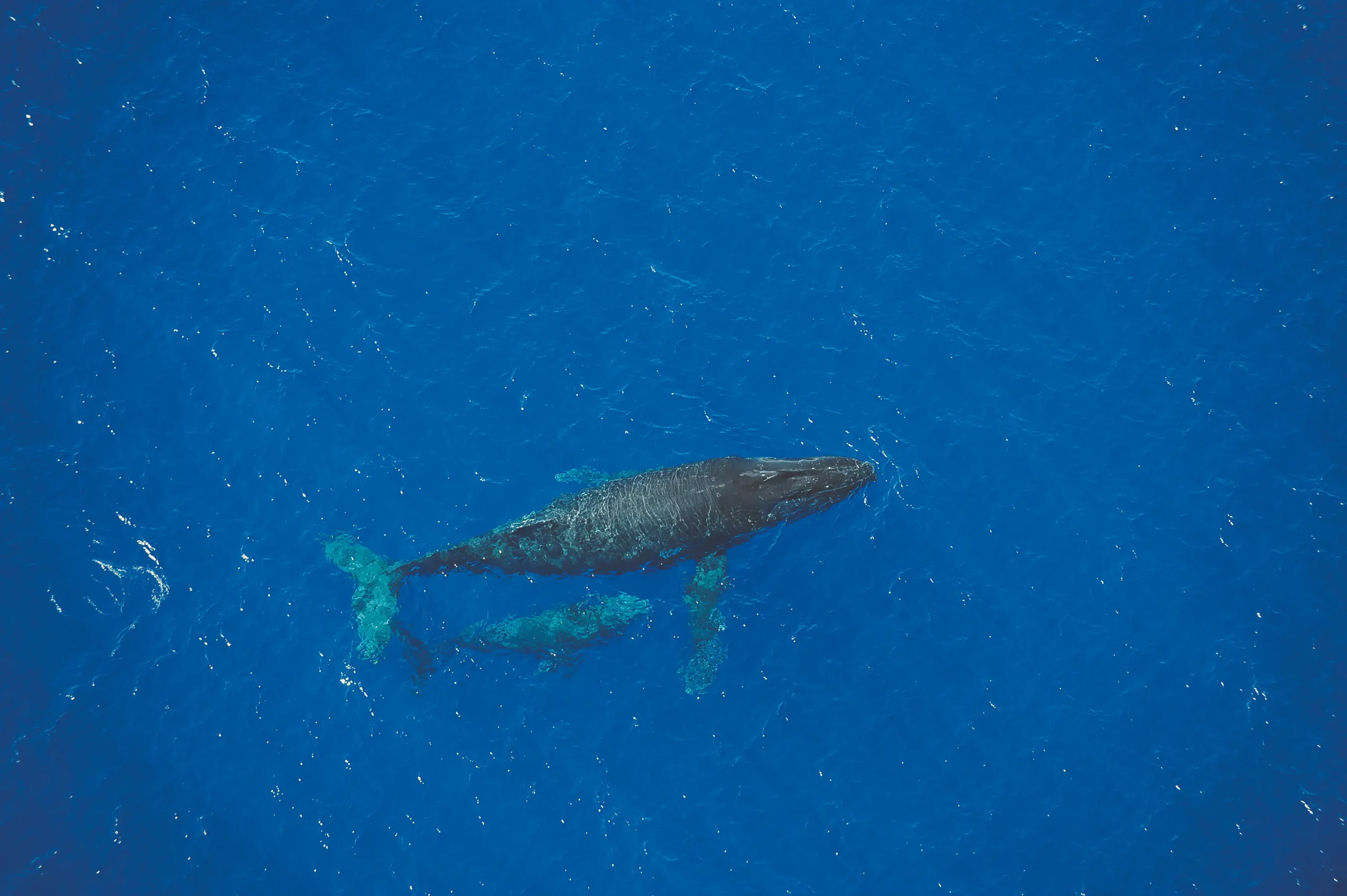 Baleine et son baleineau dans l’océan indien