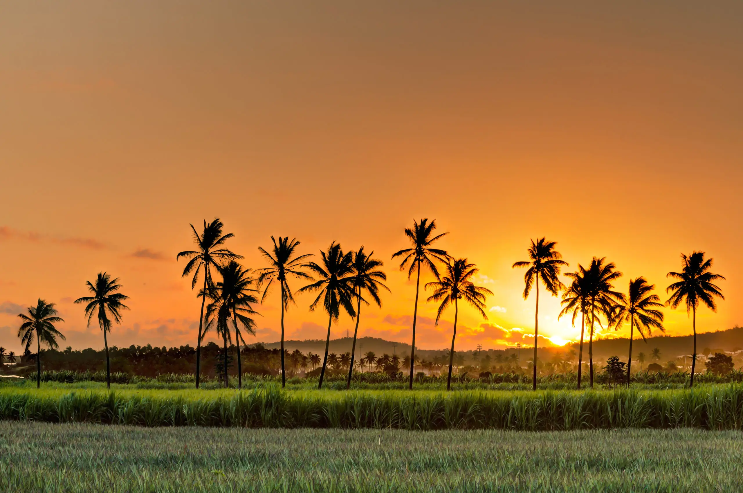 Une allée de cocotiers au coucher de soleil