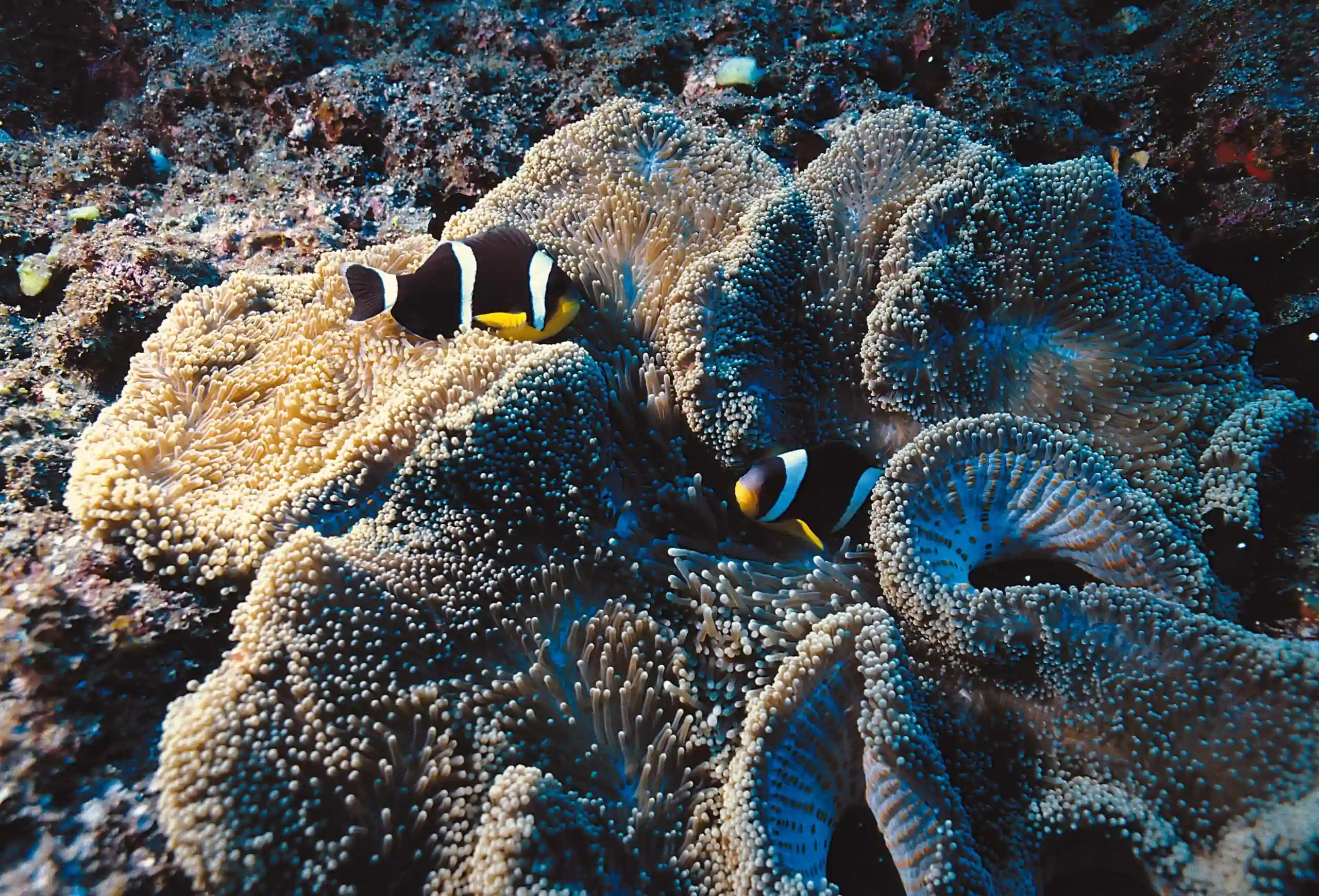 Scène sous-marine avec poissons et anémones